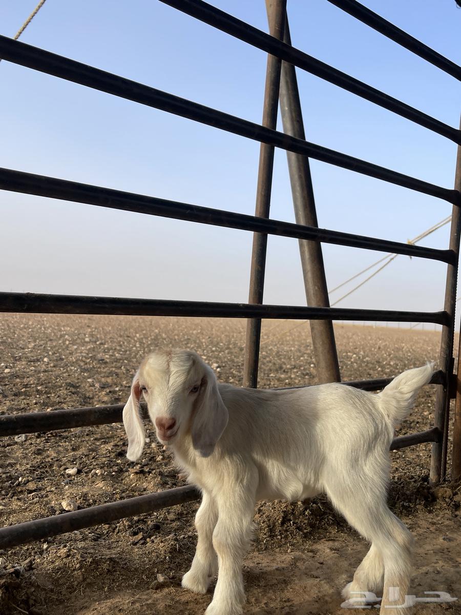 جفره قزميه63019773325570112