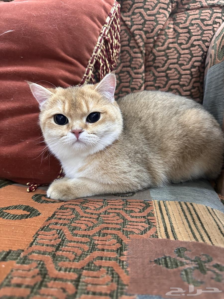 قطط سكوتش للبيع فولد وستريت63020683310339112