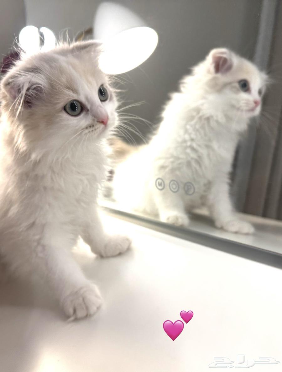 3 قطط كيتن للبيع متبقي آخر وحده63019307567491111
