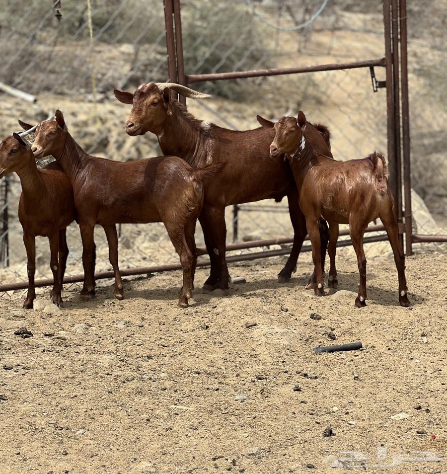 Jafar establishment mareh with stallion sold sold sold630193078352651128