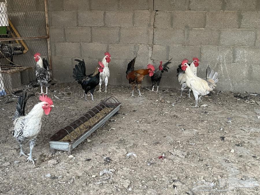 My ducks for sale63019360999170111