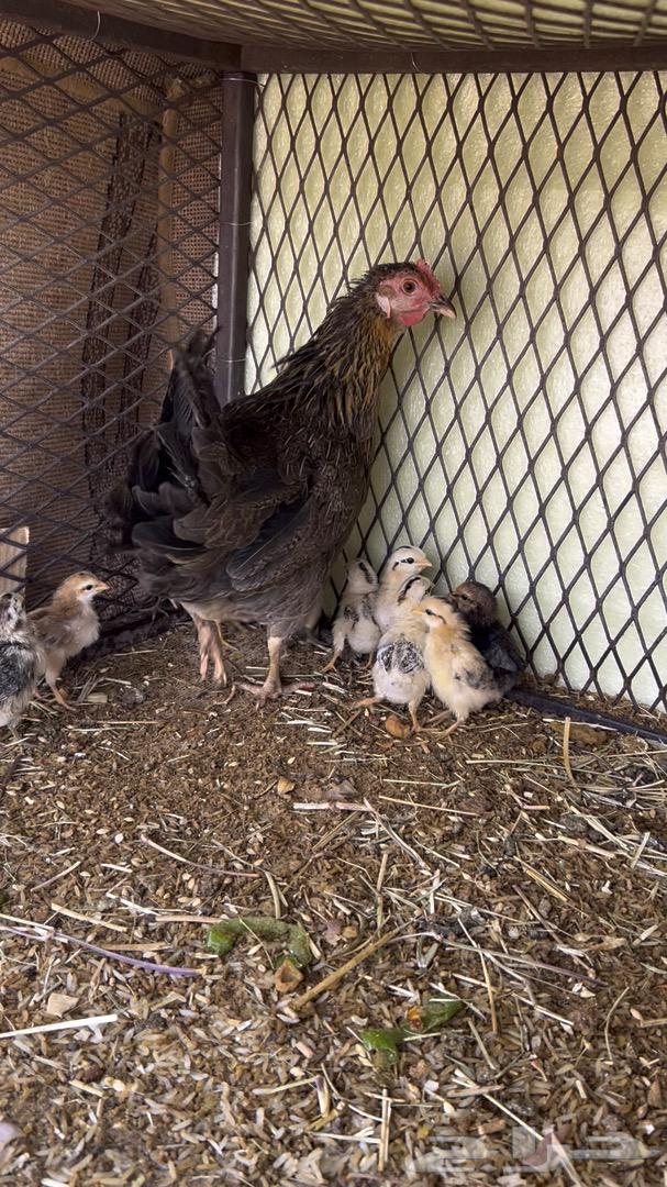 A hen with 11 chicks63018857213443112