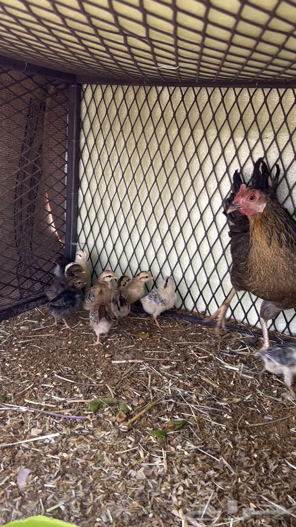 A hen with 11 chicks63018857213443111