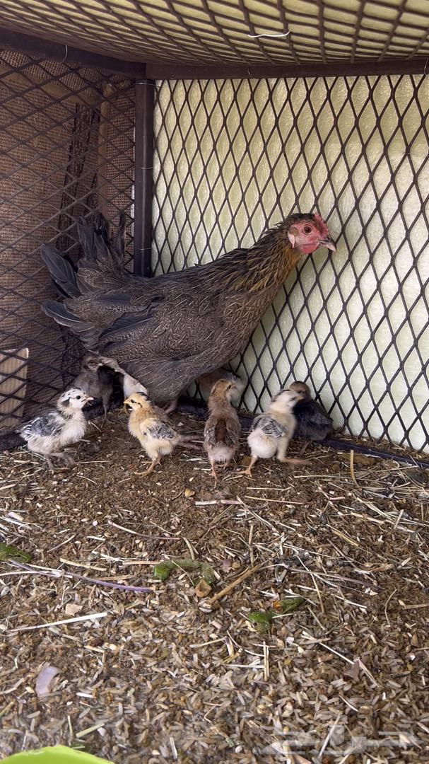 A hen with 11 chicks630188572134431125