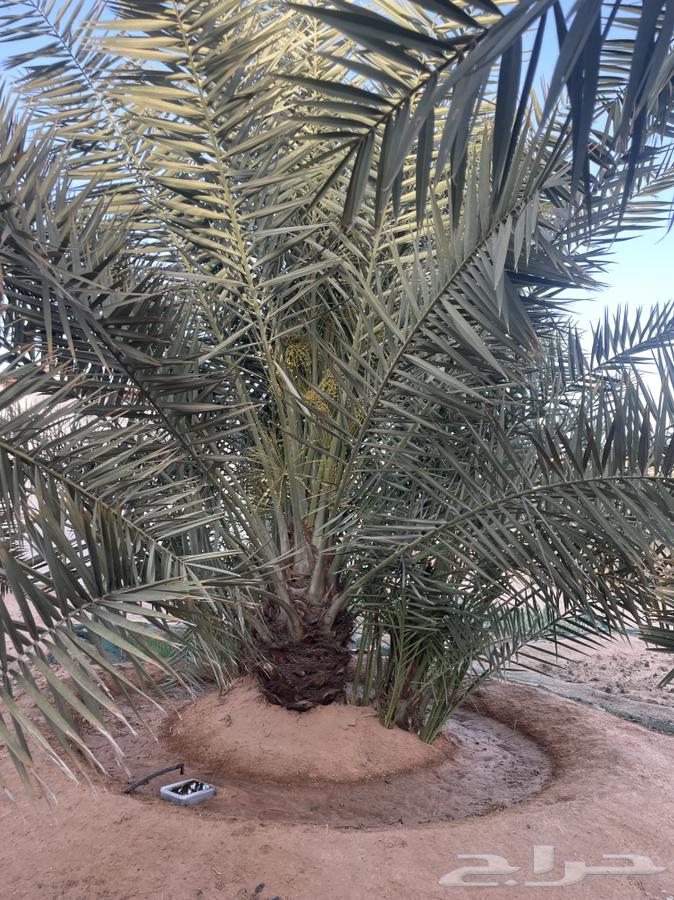 Date for sale, various types, fresh630183943225621121