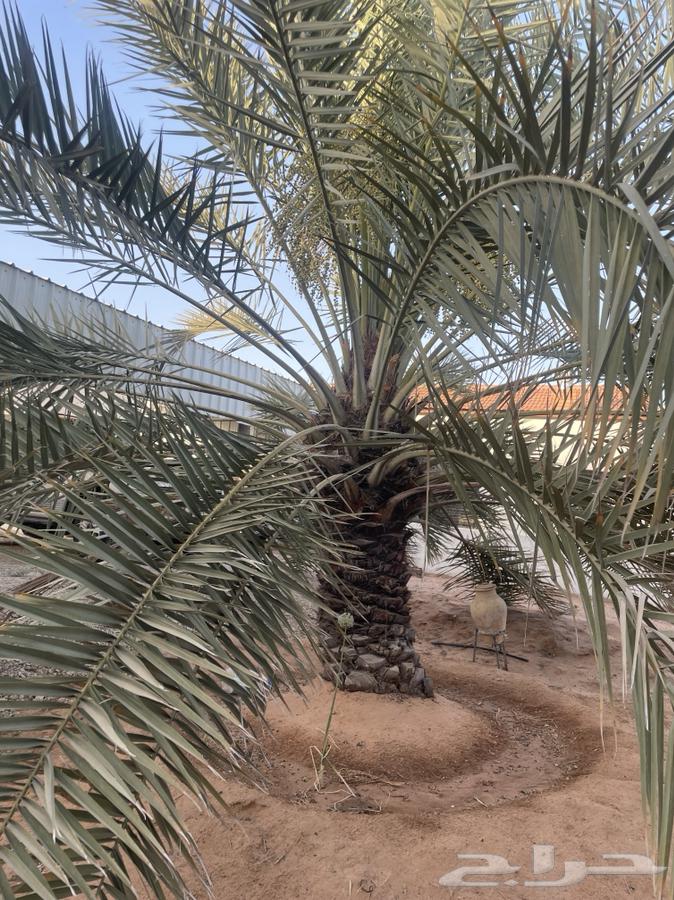 Date for sale, various types, fresh63018394322562111