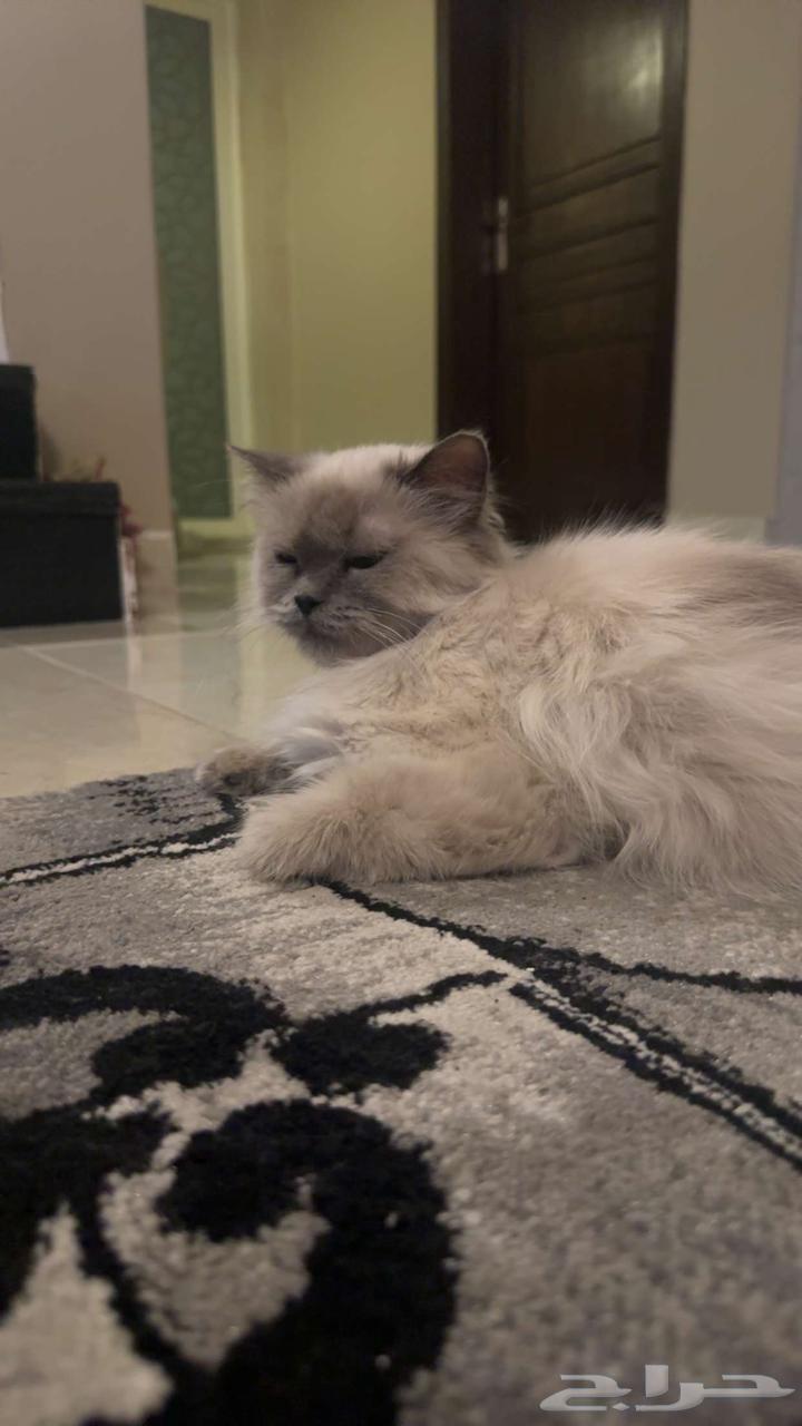 Himalayan cat for adoption63019773272066113