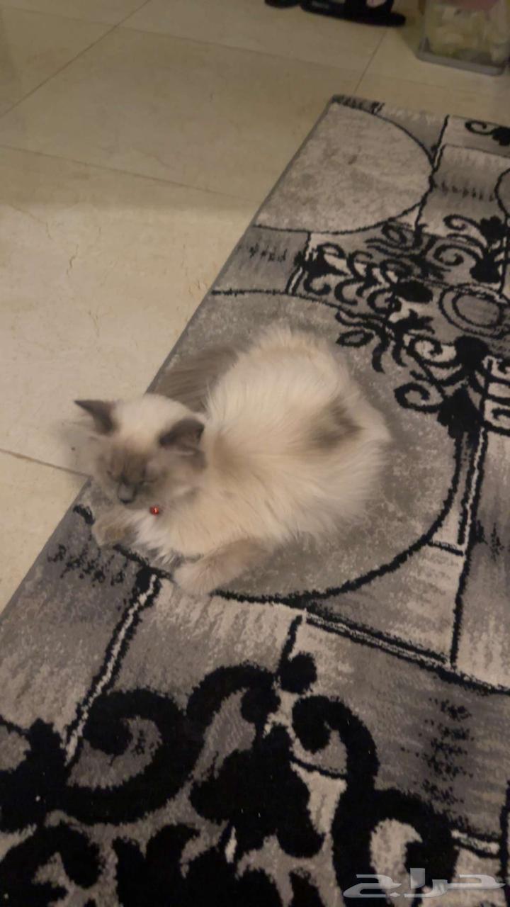 Himalayan cat for adoption63019773272066110