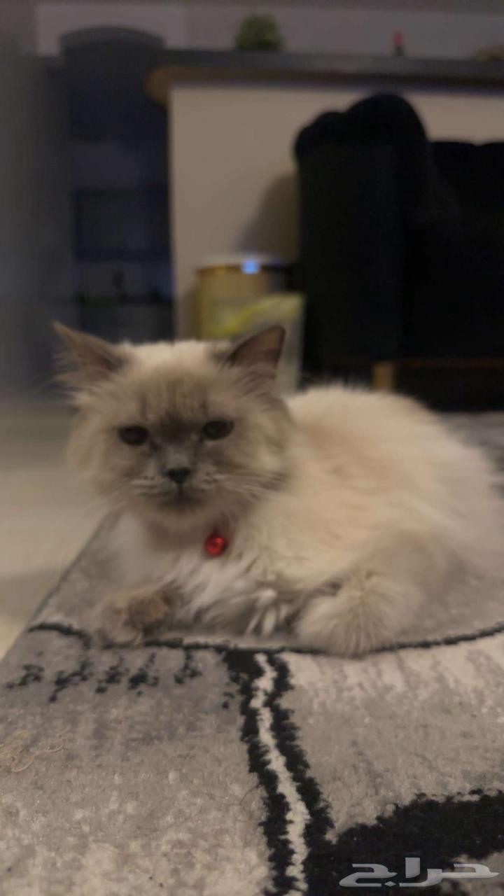 Himalayan cat for adoption63019773272066112