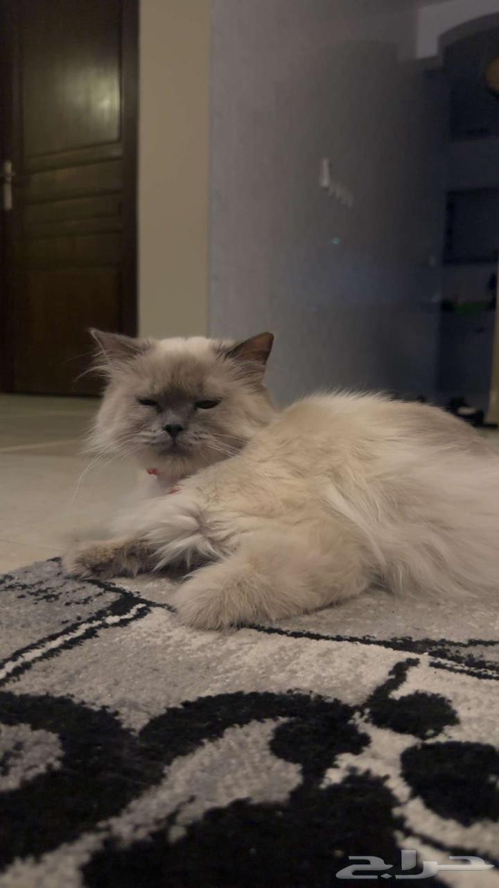 Himalayan cat for adoption63019773272066111