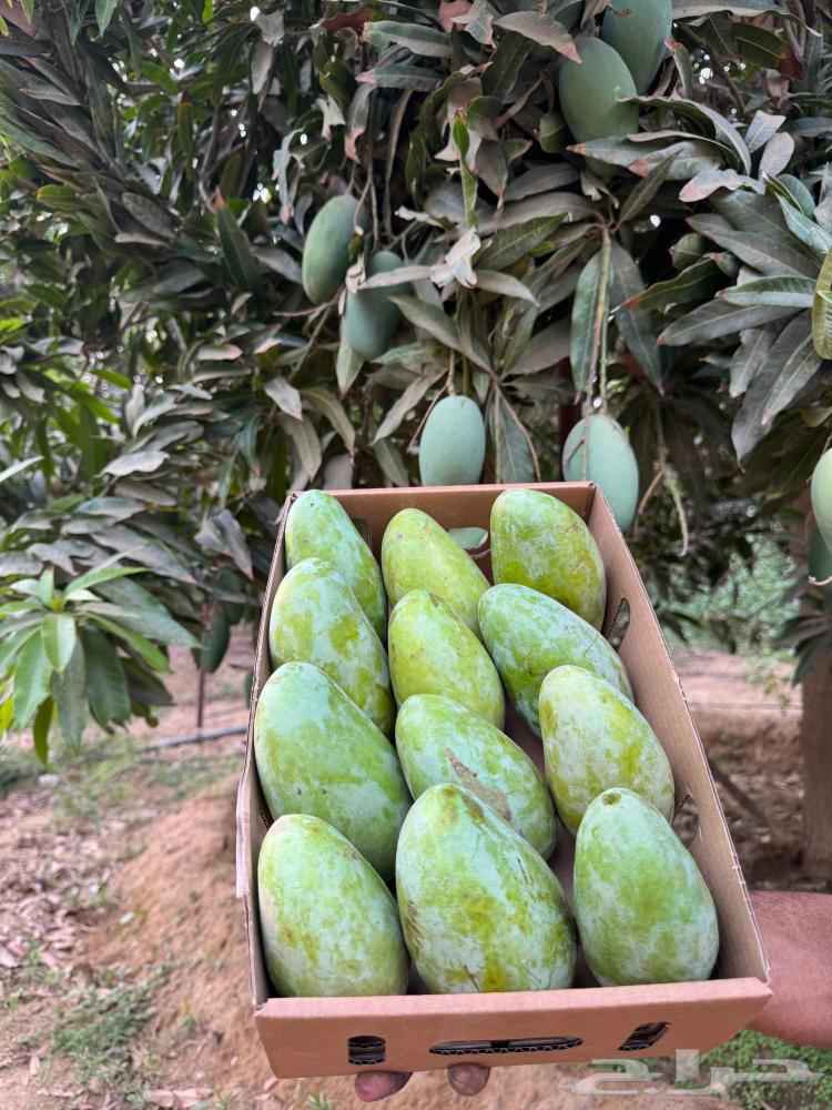 Mango Indian Langra Tommy63018426368001112