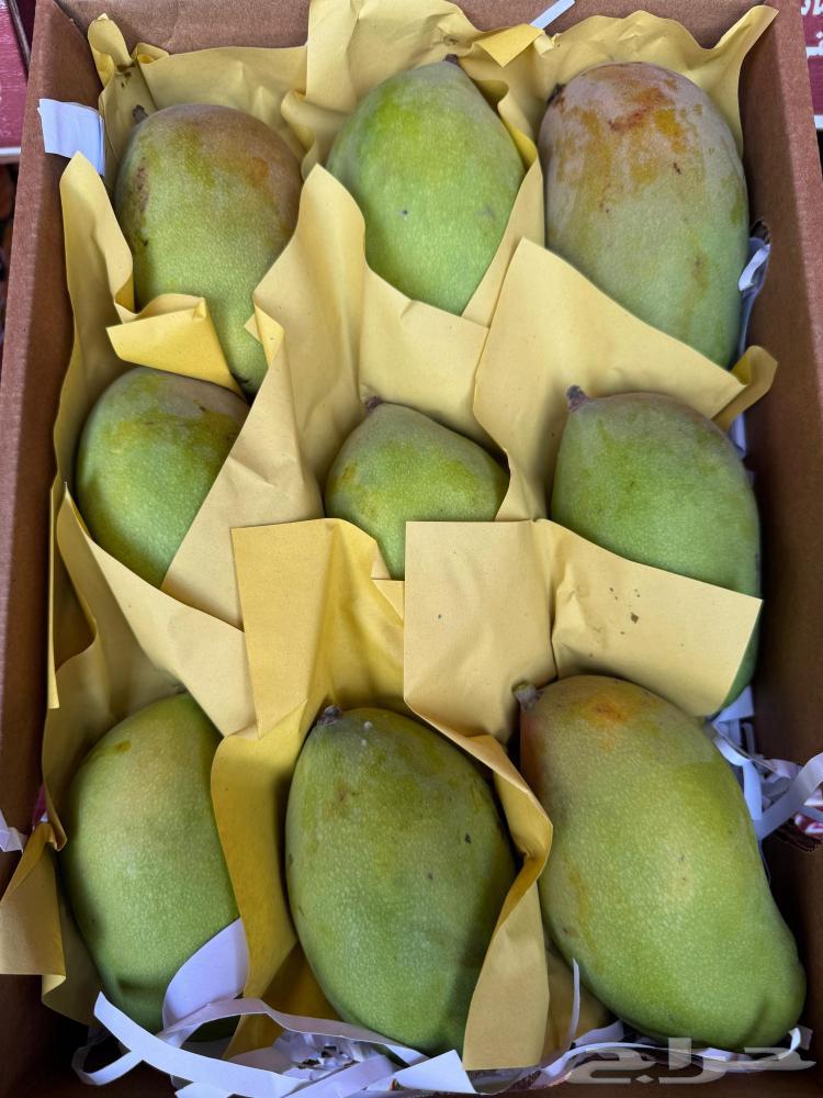 Mango Indian Langra Tommy63018426368001114