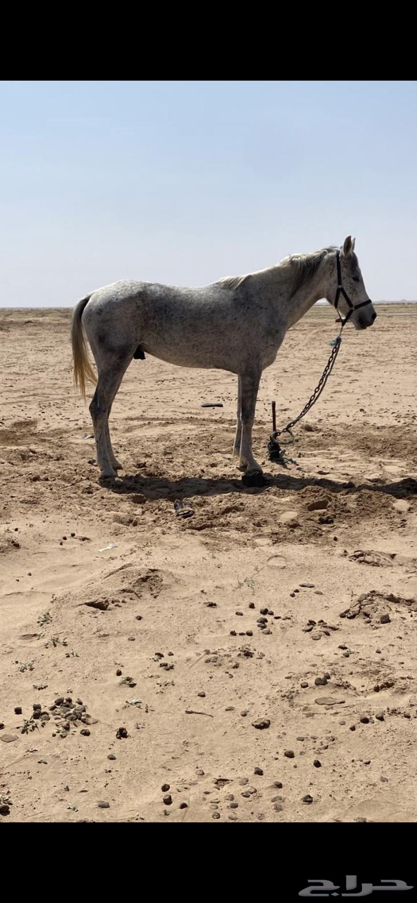 حصان للبيع63018399067394111