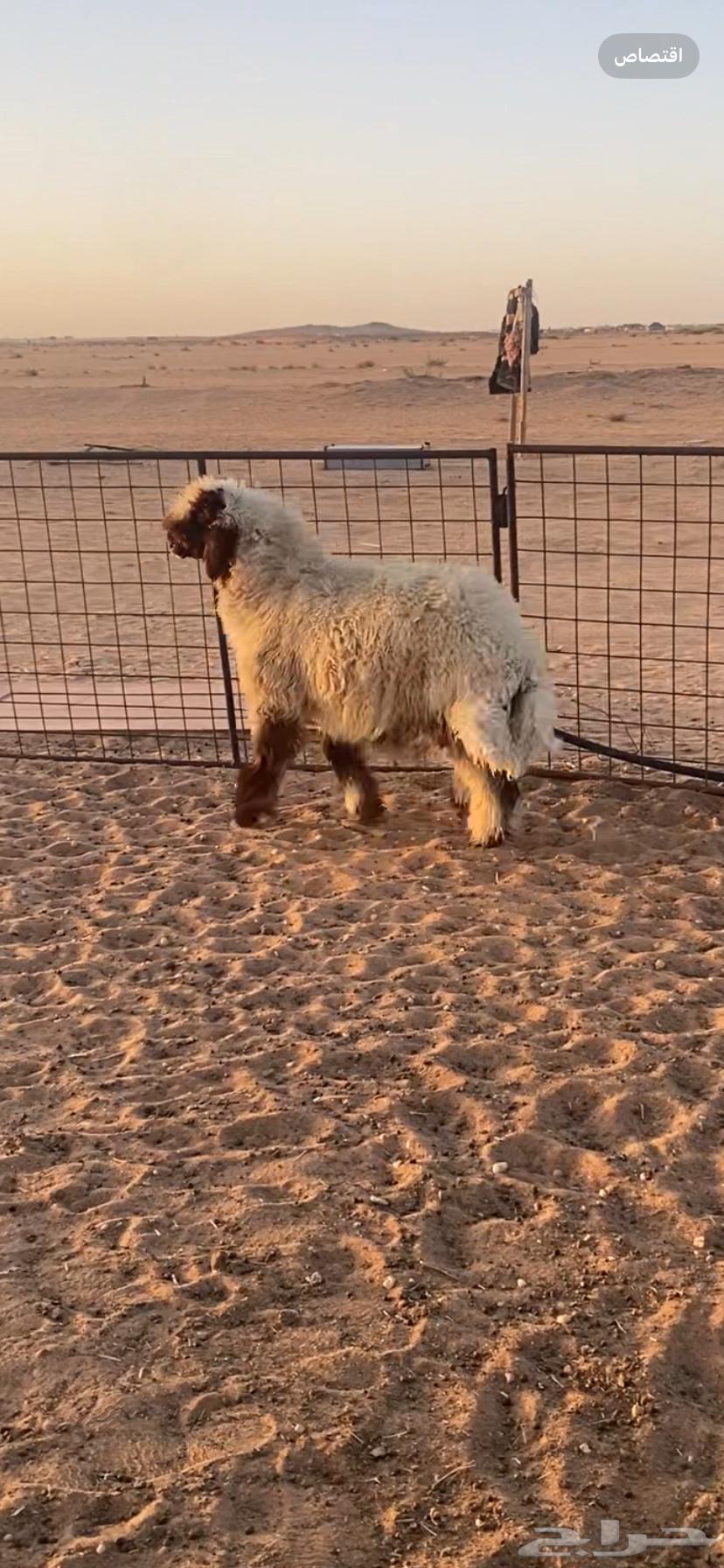Super fine sheep63019780158593111