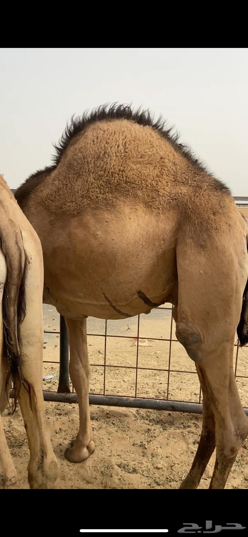 قعدان كفو للبيع تصلح زواجات ومبادي بسعر مناسب63019307522051110