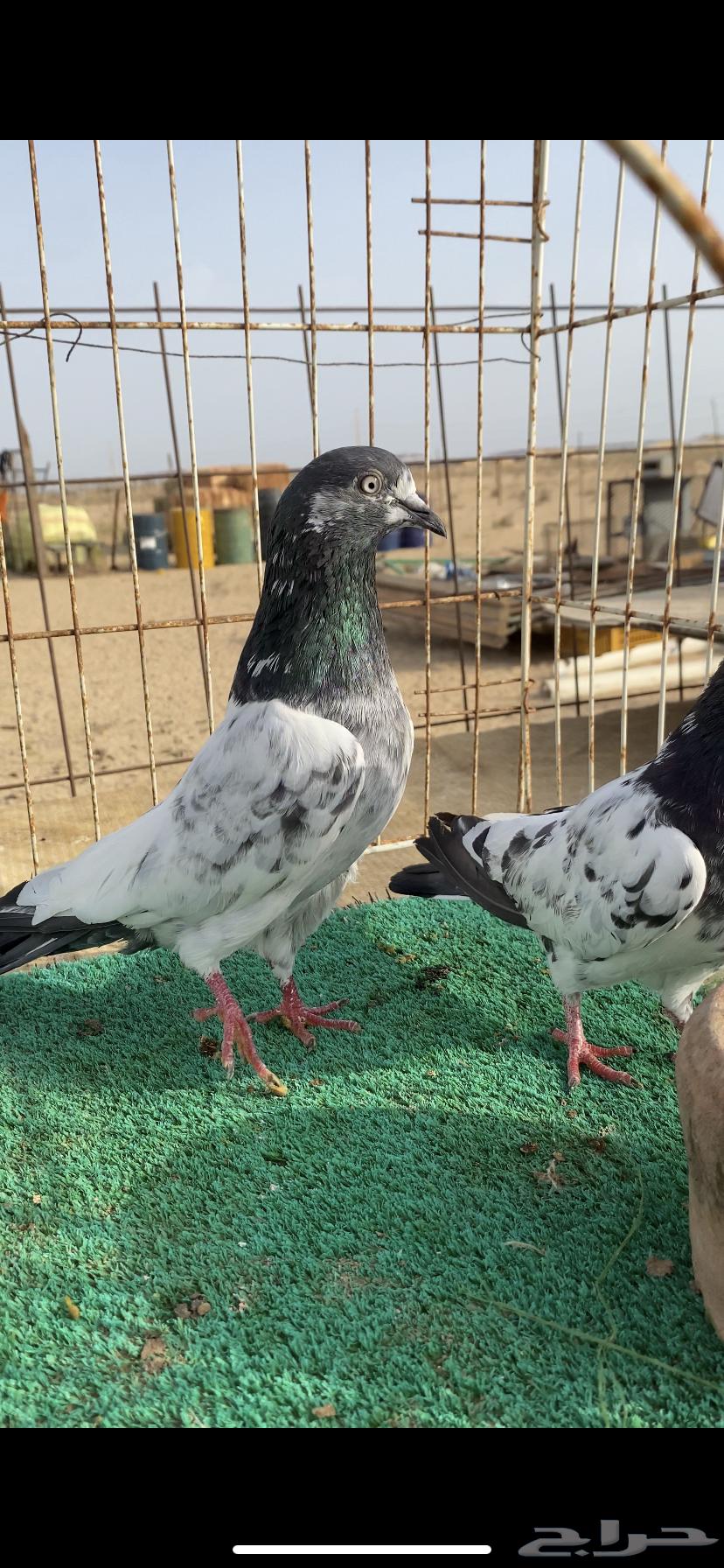 جوز تيدي63019804728193111