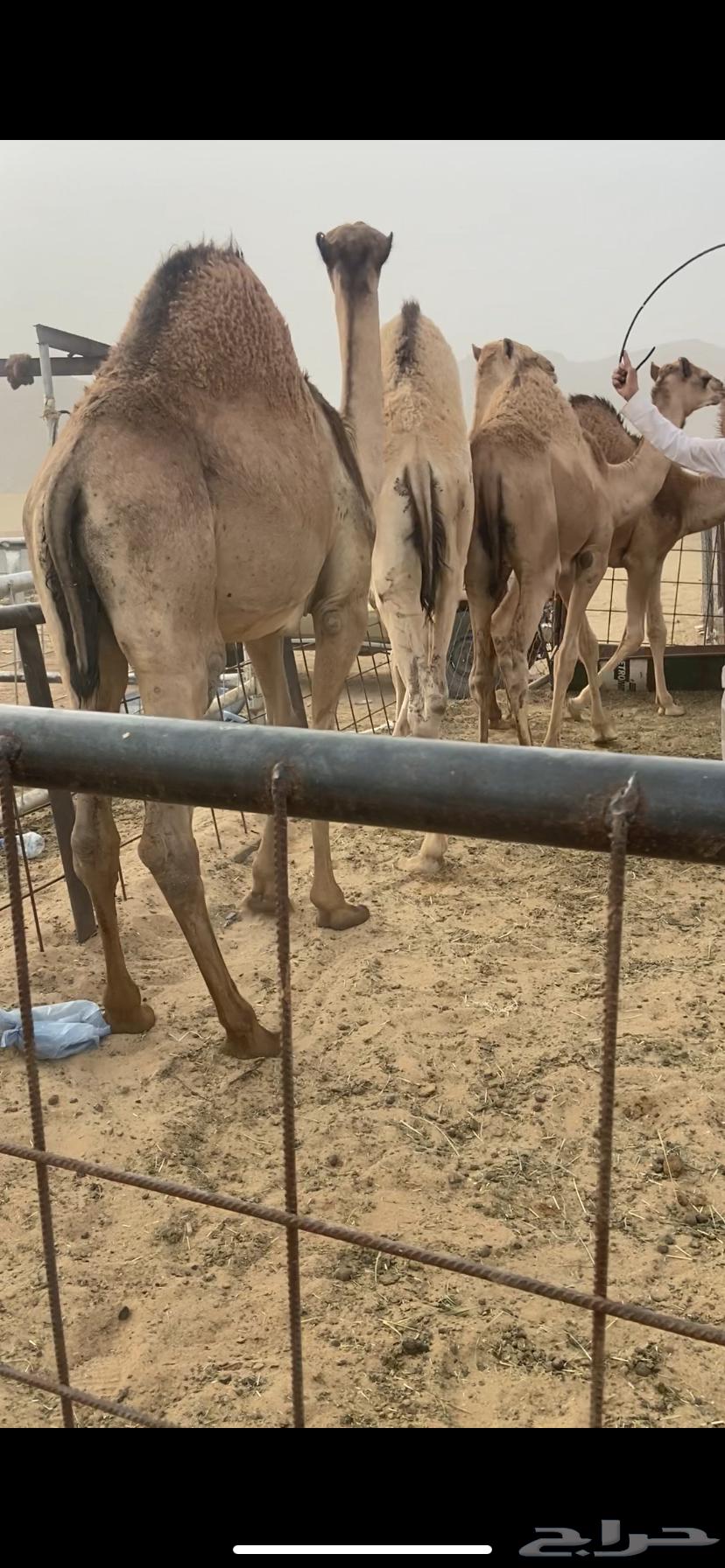 قعدان كفو للبيع تصلح زواجات ومبادي بسعر مناسب63019307522051111