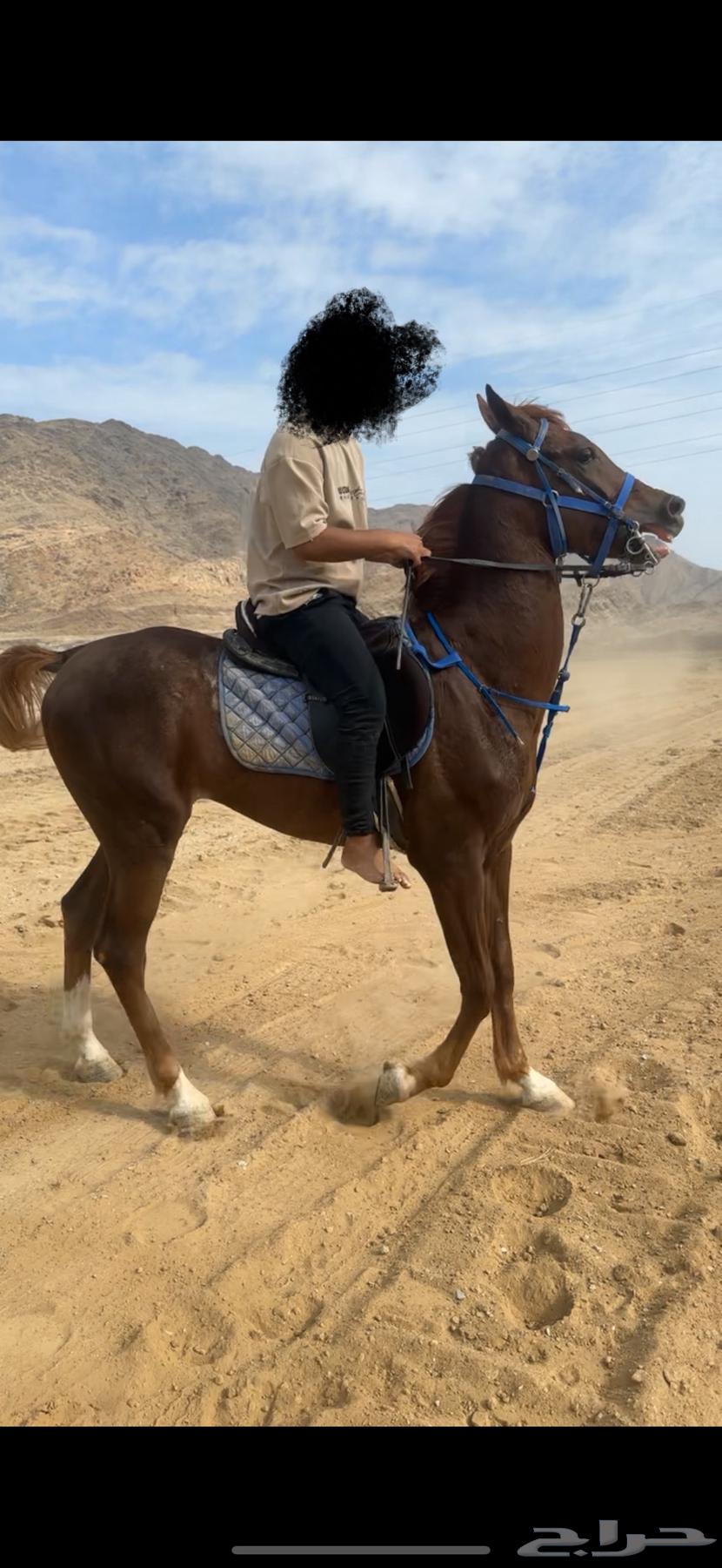 Folk horse63018847329922112