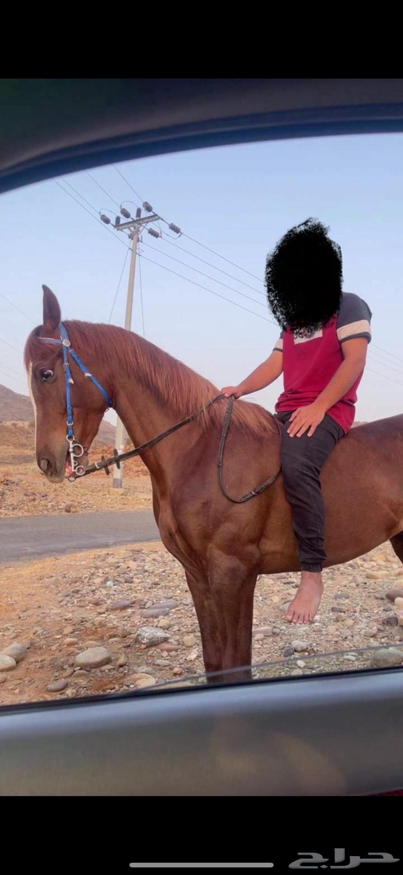 Folk horse63018847329922111