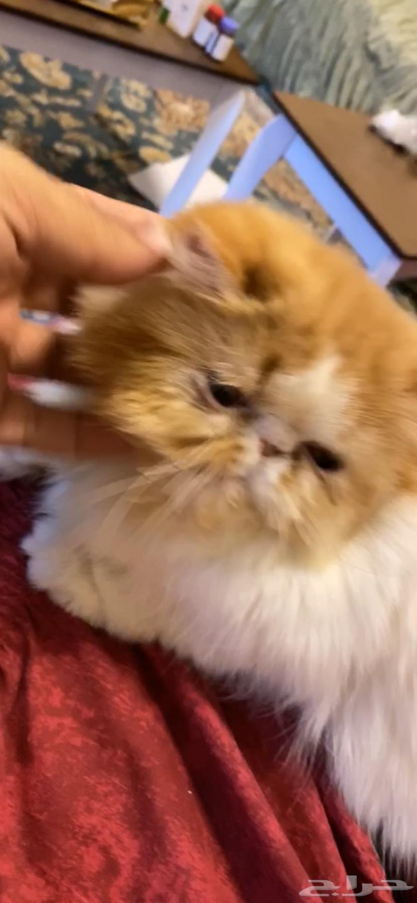 A cat recorded by crying face63019810464130117