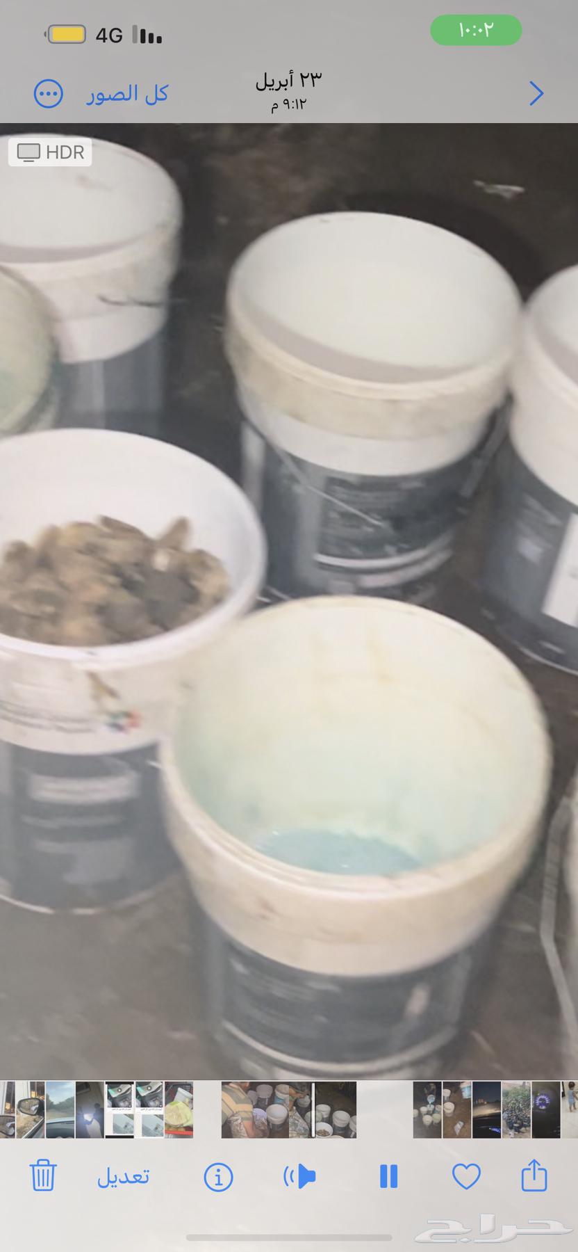 بذور مانقو مقشر630197863724811110