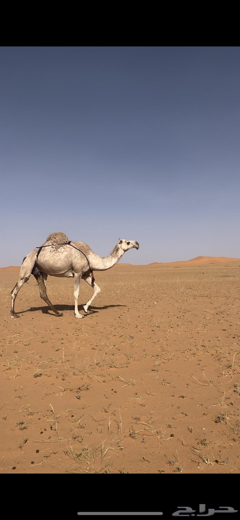 ناقة للبيع63018394257281112