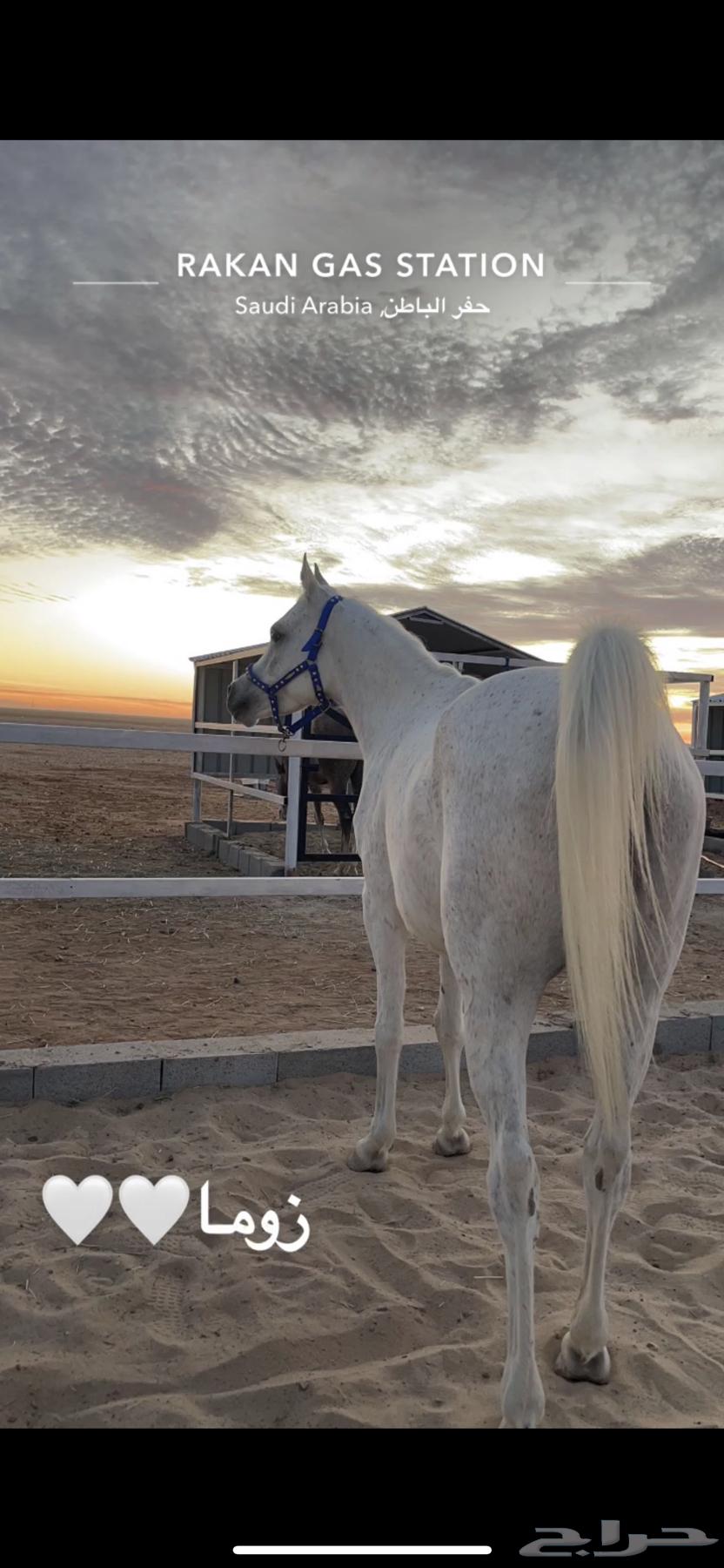 خيل63018420955393111