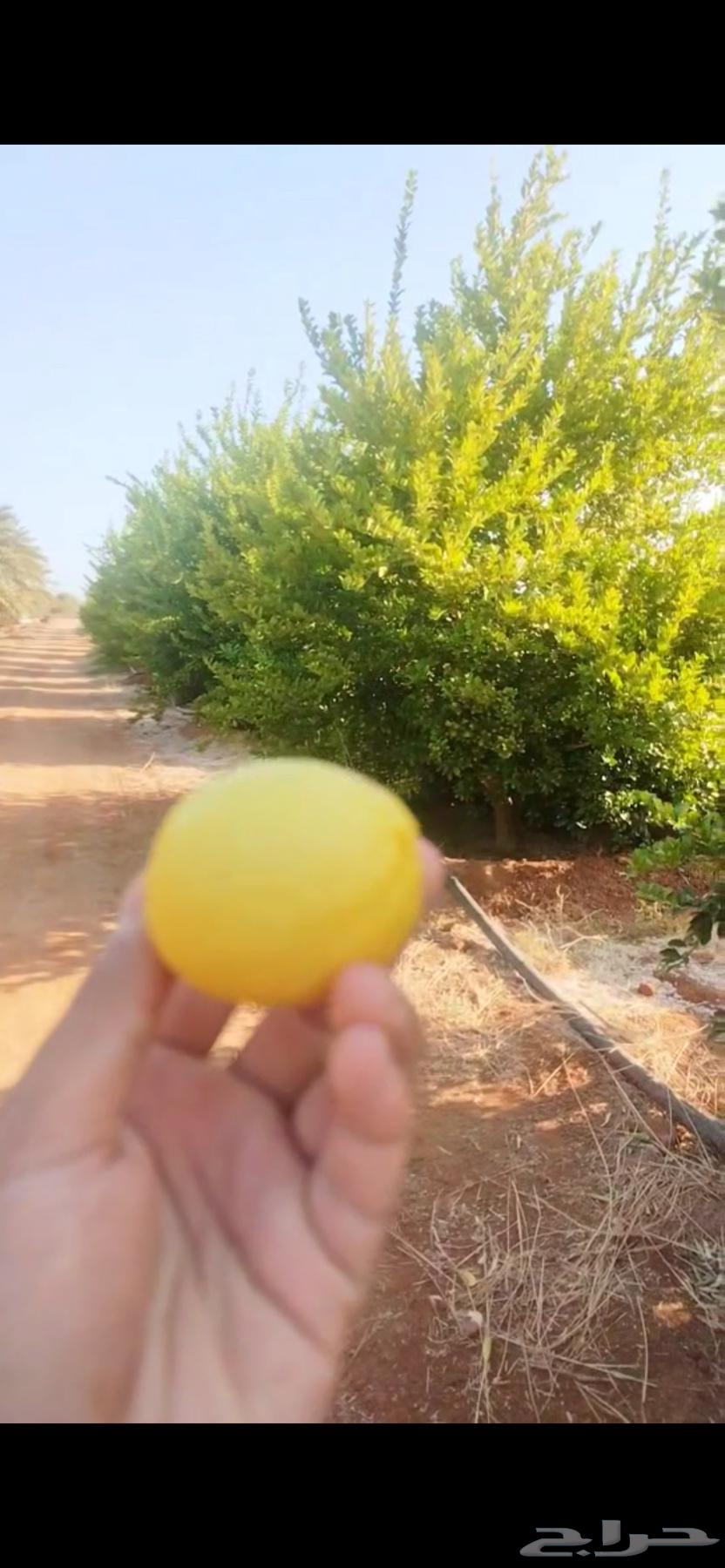 شتلات لليمون وأصناف مختلفة63020677709315113