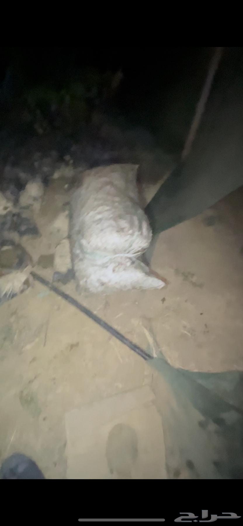 بذور مانقو مقشر63019786372481114