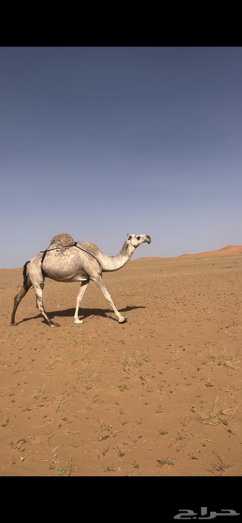 ناقة للبيع63018394257281113