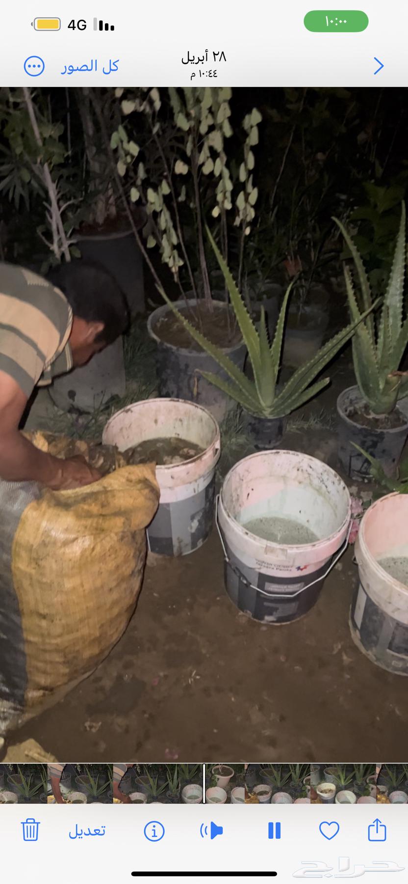 بذور مانقو مقشر63019786372481112