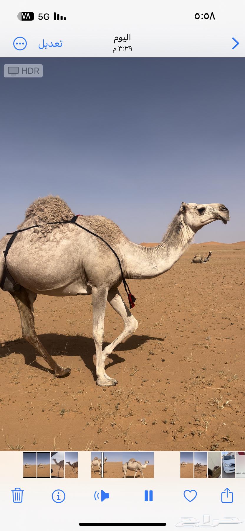 ناقة للبيع63018394257281111