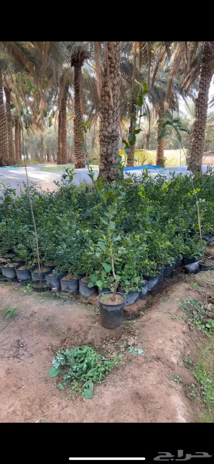 شتلات لليمون وأصناف مختلفة63020677709315114