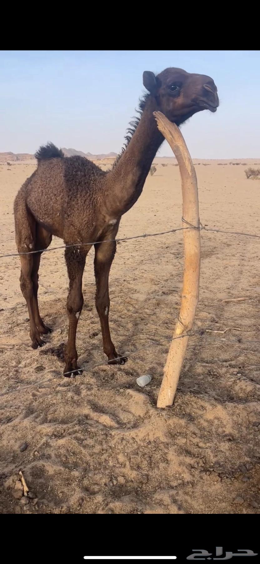 قعود كفو63018879917571114