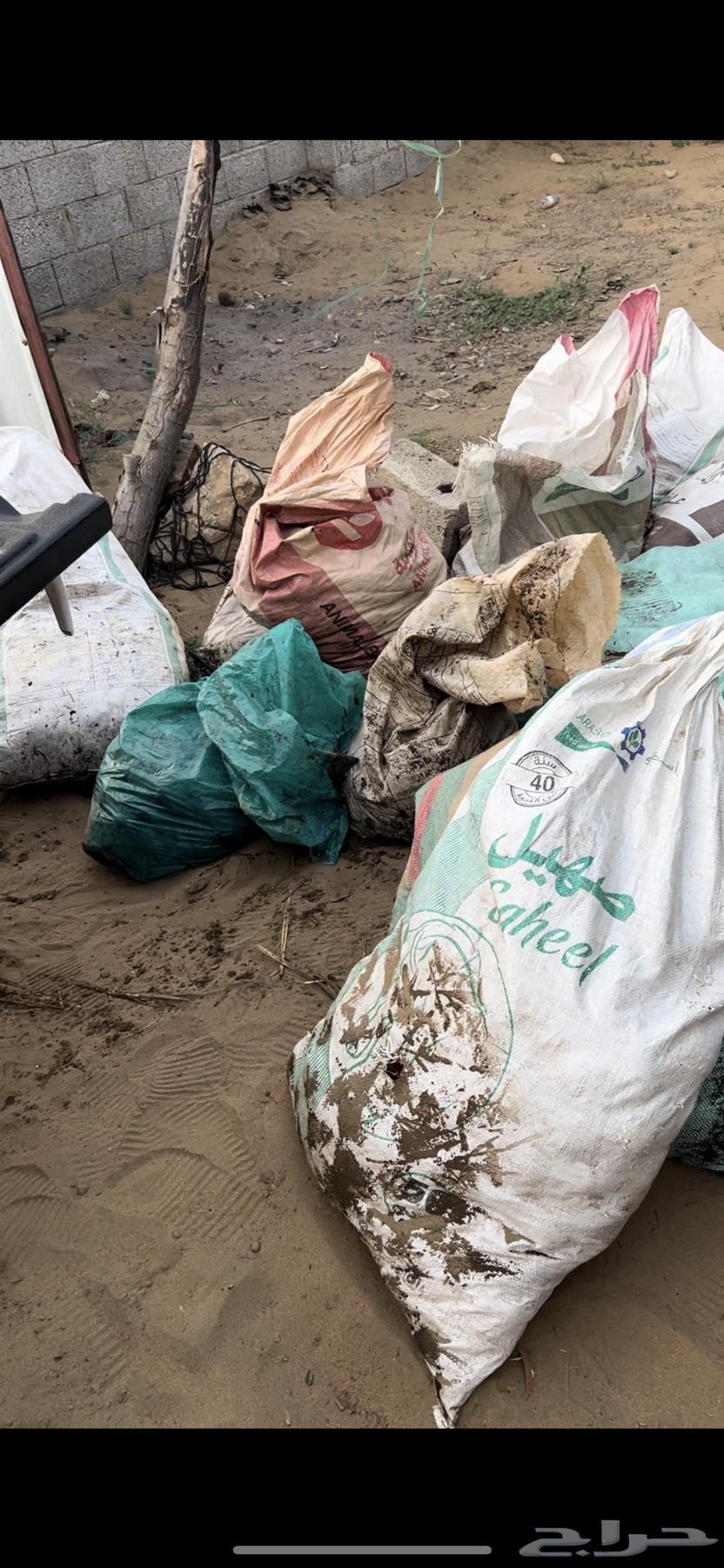 بذور مانقو مقشر63019786372481113
