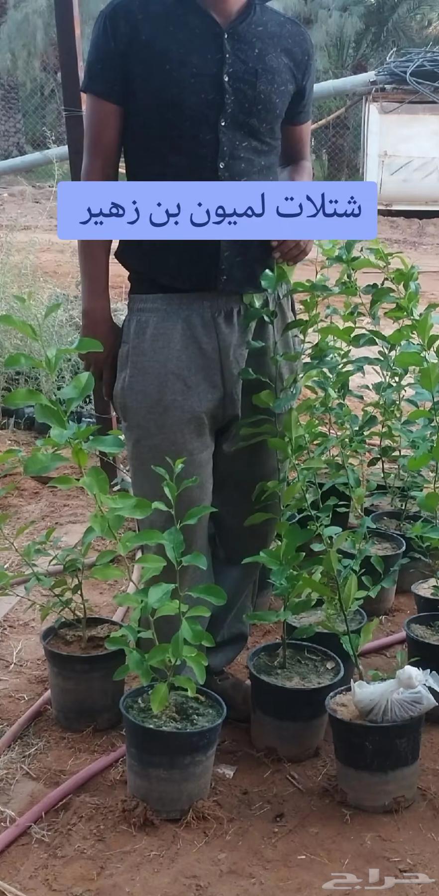 شتلات لليمون وأصناف مختلفة63020677709315112