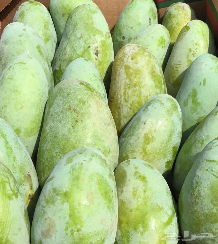 Mango Indian Langra Tommy63018426368001113