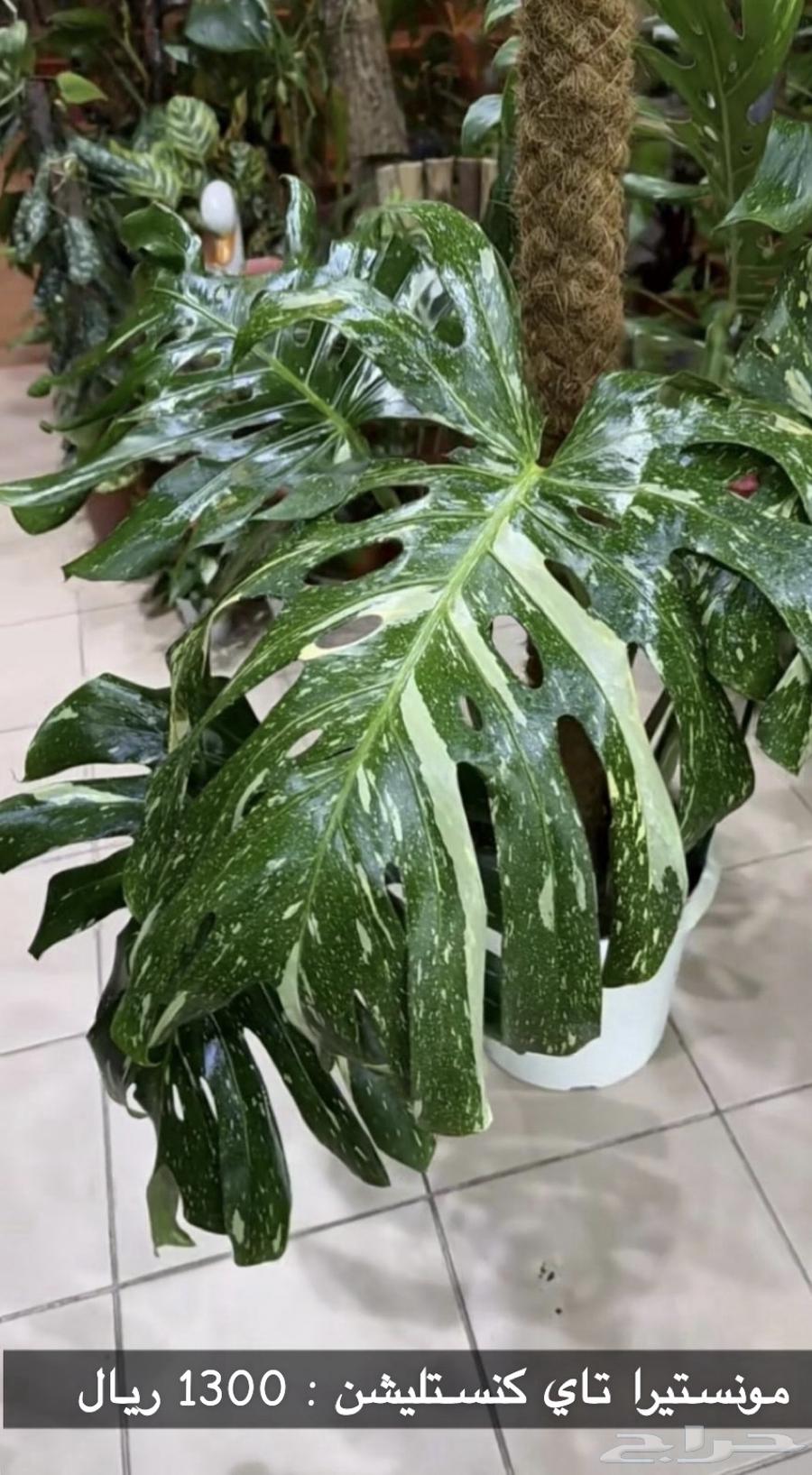 Indoor Plants630188967453471122