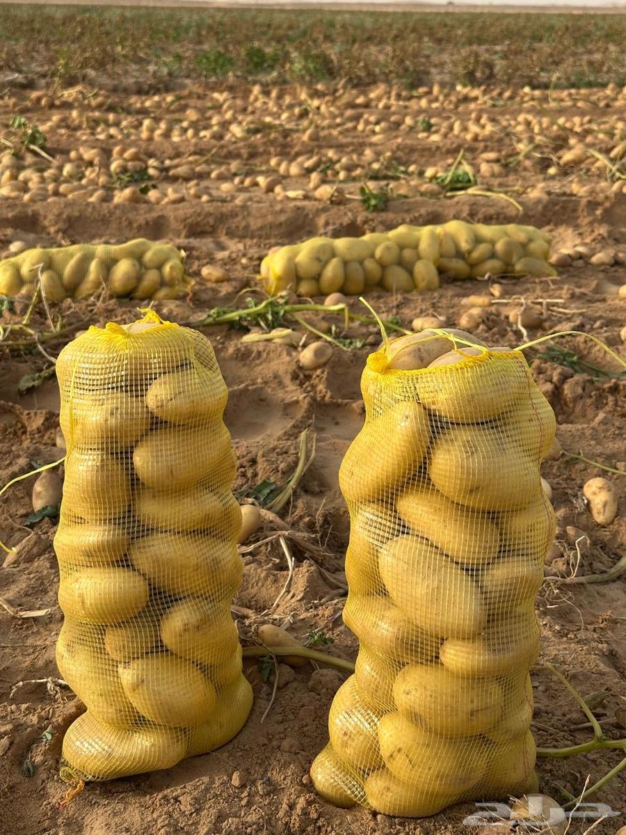 بذور بطاطس للبيع630575829427221124