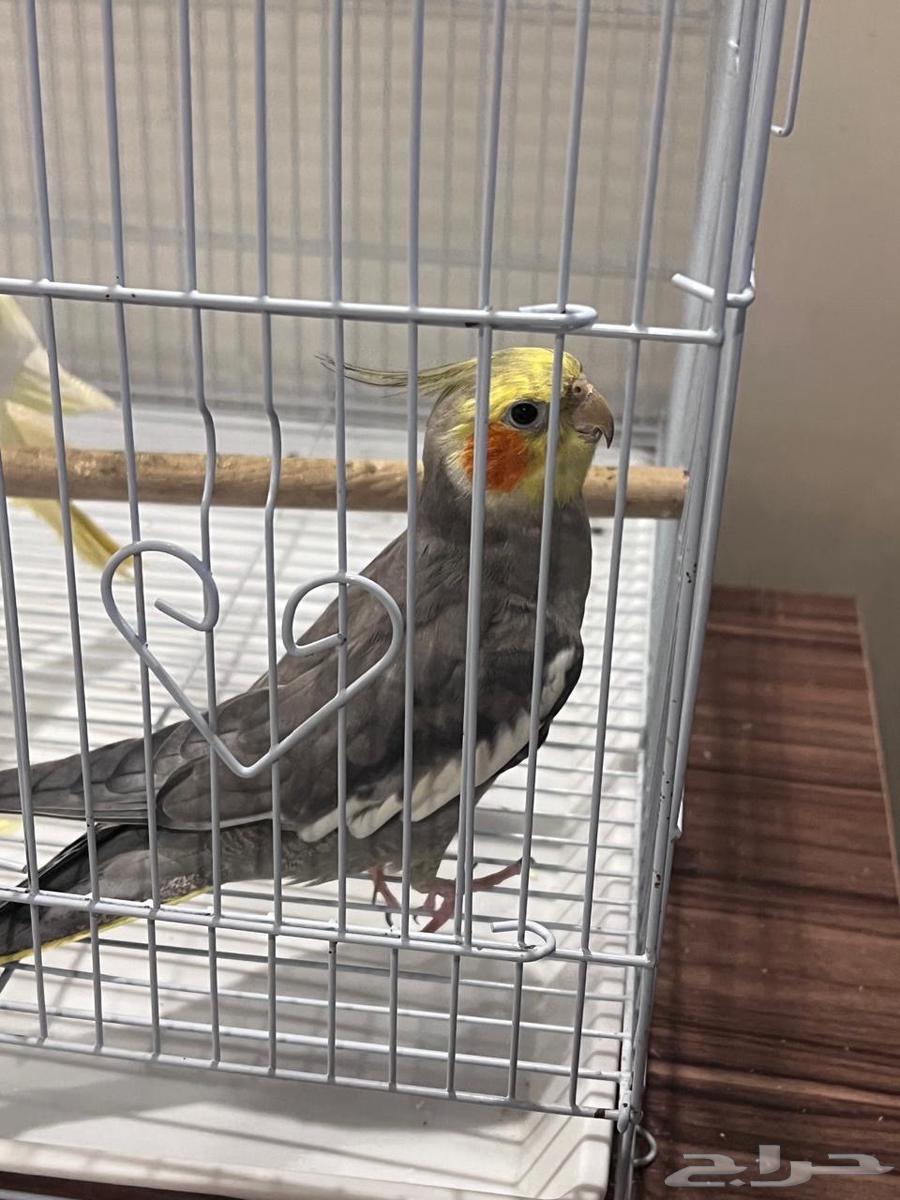 عصافير كيروان630175723066901128