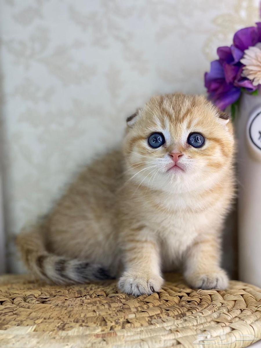 Scotch triple fold Scotch fold gold kittens63018896512514112