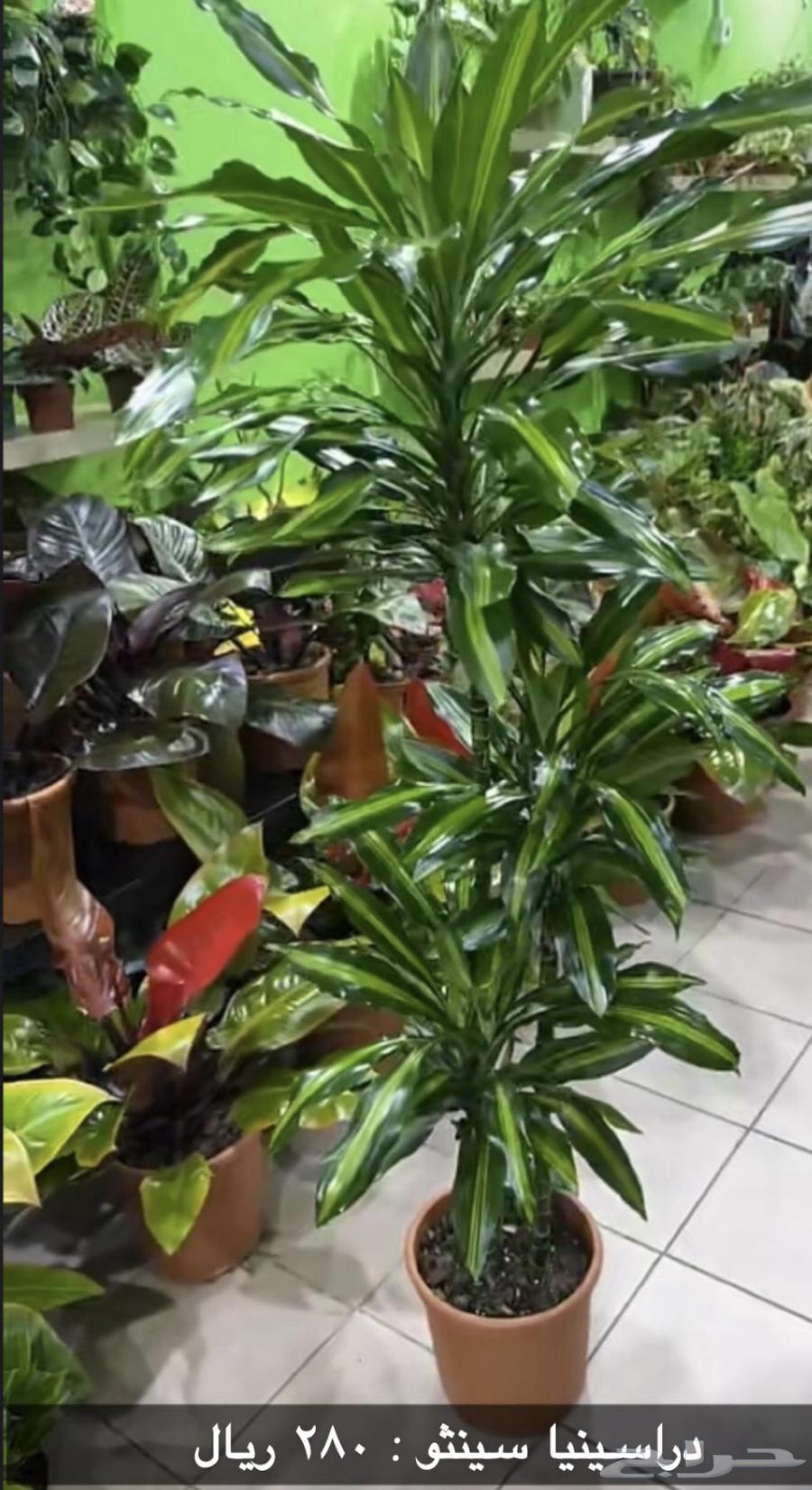 Indoor Plants63018896745347112