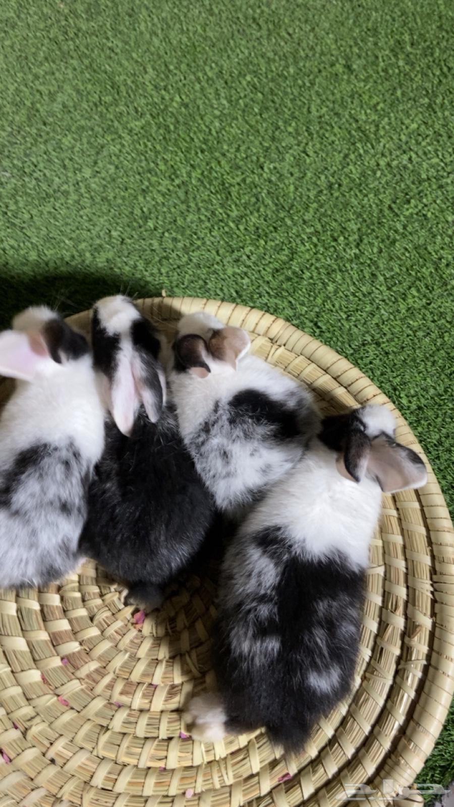 My rabbit is two months old, vaccinated and disease-free.63018907905539116