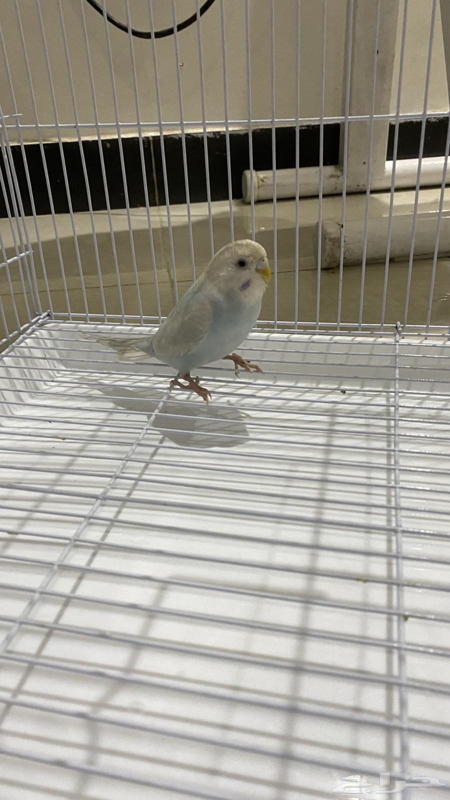 For sale: Lovebird with cage and accessories63017148256259111