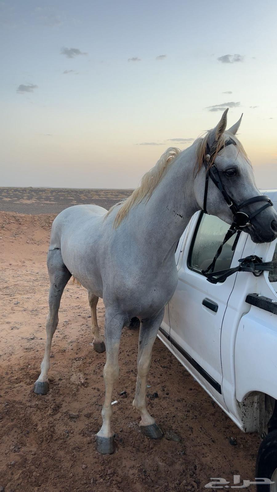 Horse63015866620929111
