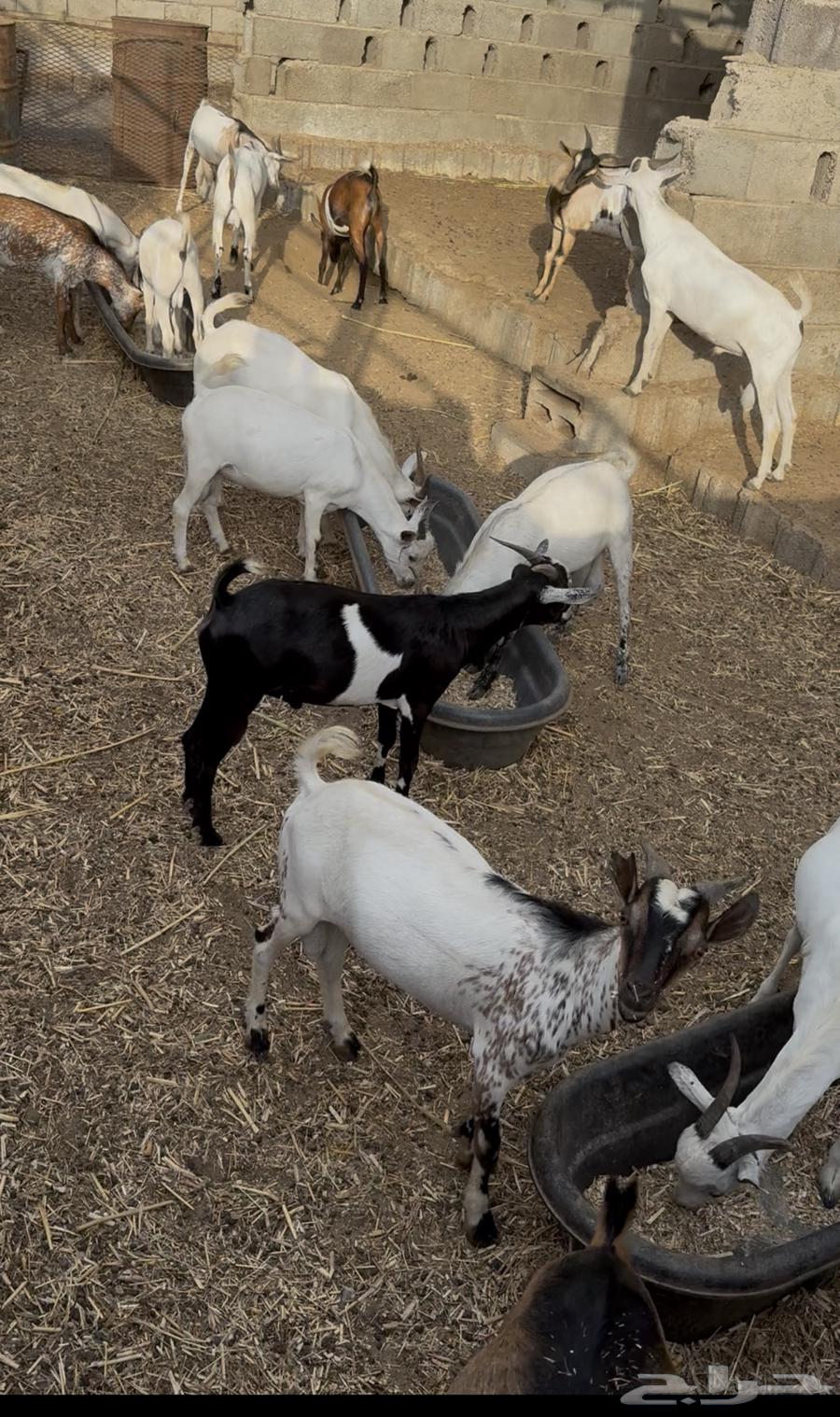 50 imported rams for sale63169684395137112
