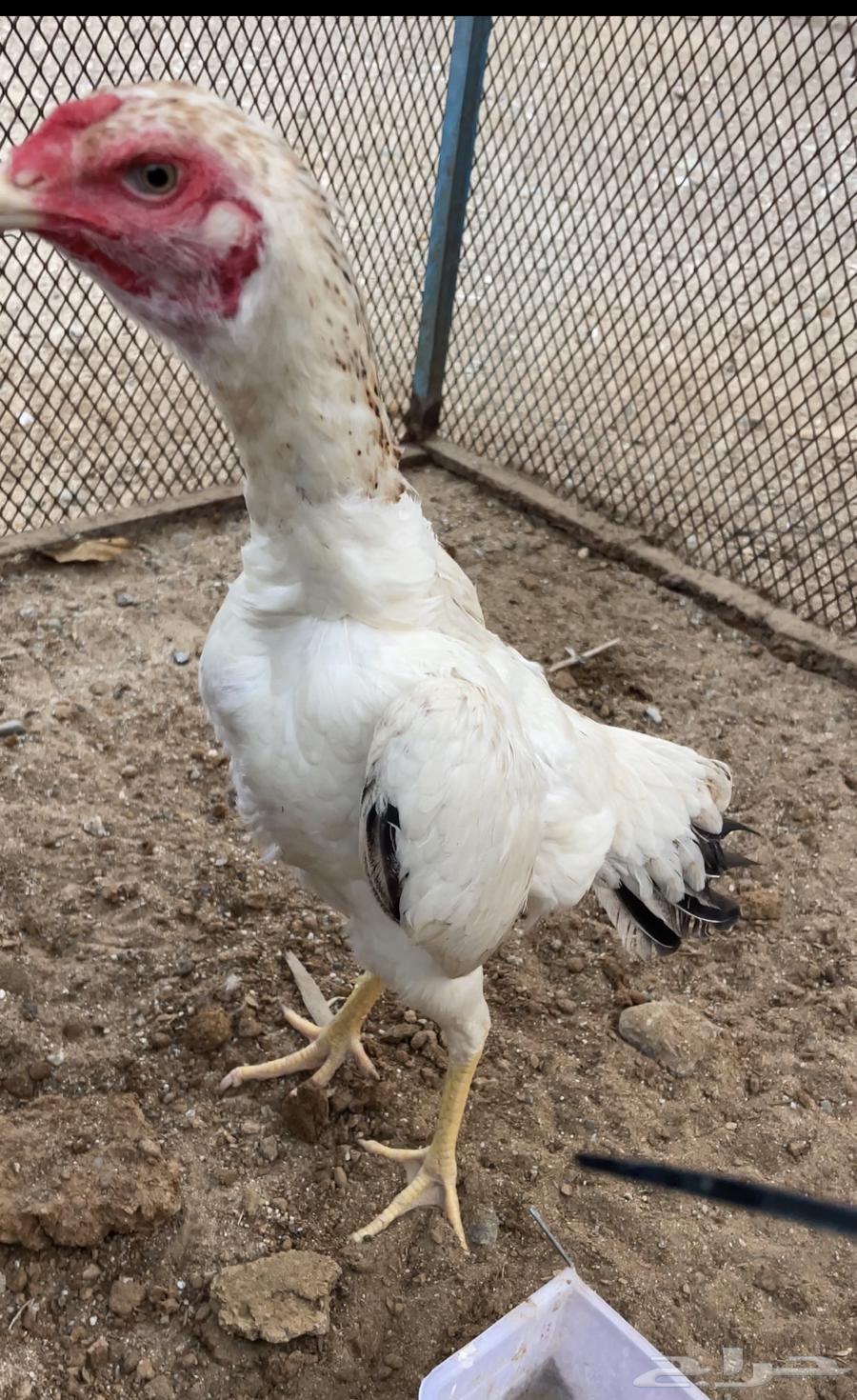 Japanese Shamo chicken sold out63017132570370111