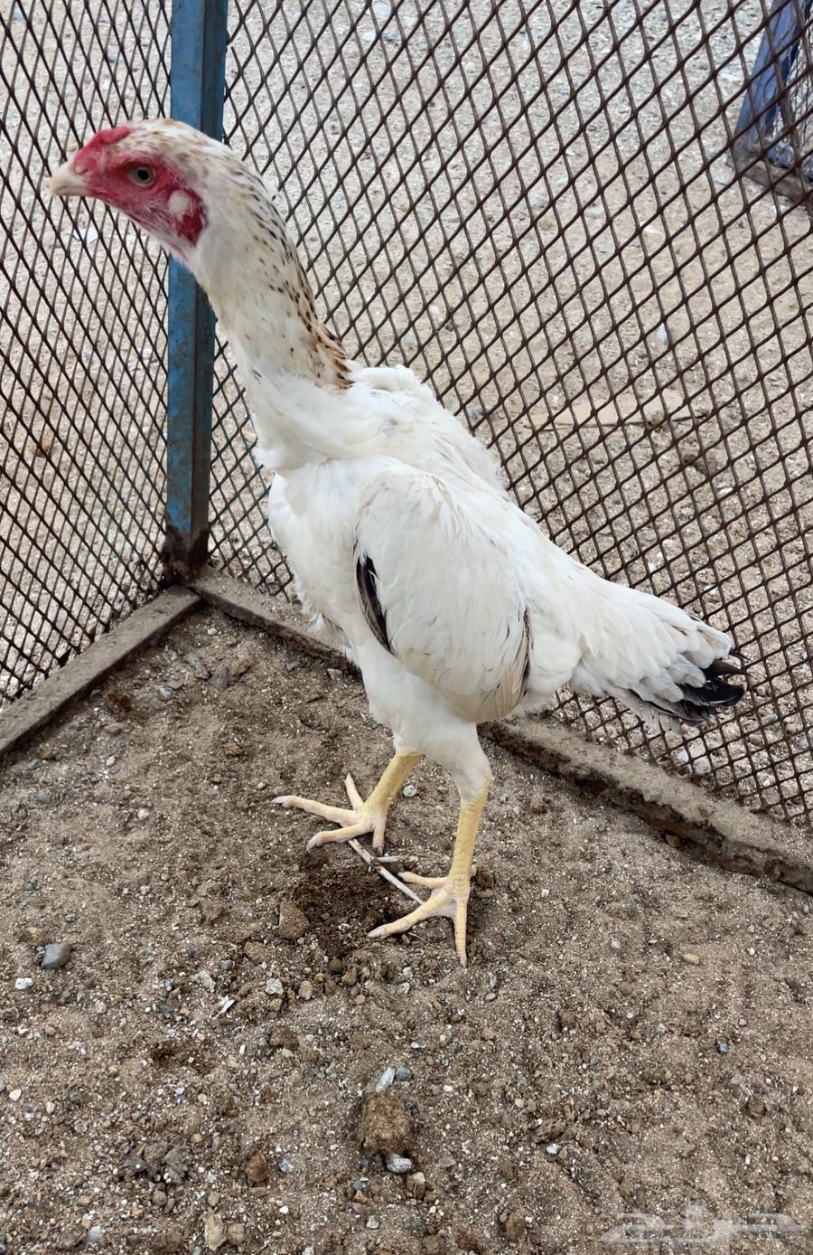 Japanese Shamo chicken sold out63017132570370113