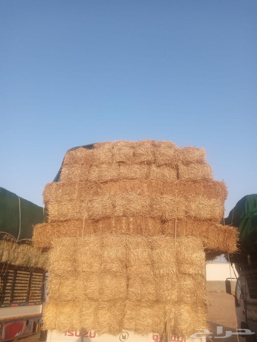 تبن بر63017571869442112