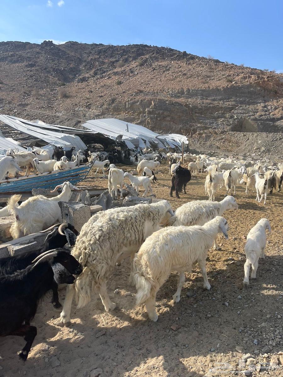 Good sheep from a private farm breeding63014963448321112